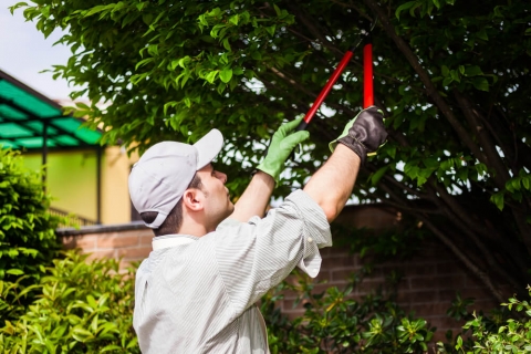 How to Trim an Apple Tree