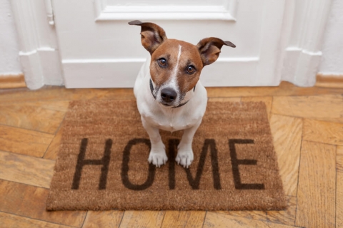 Are Hardwood Floors Bad for Dogs?